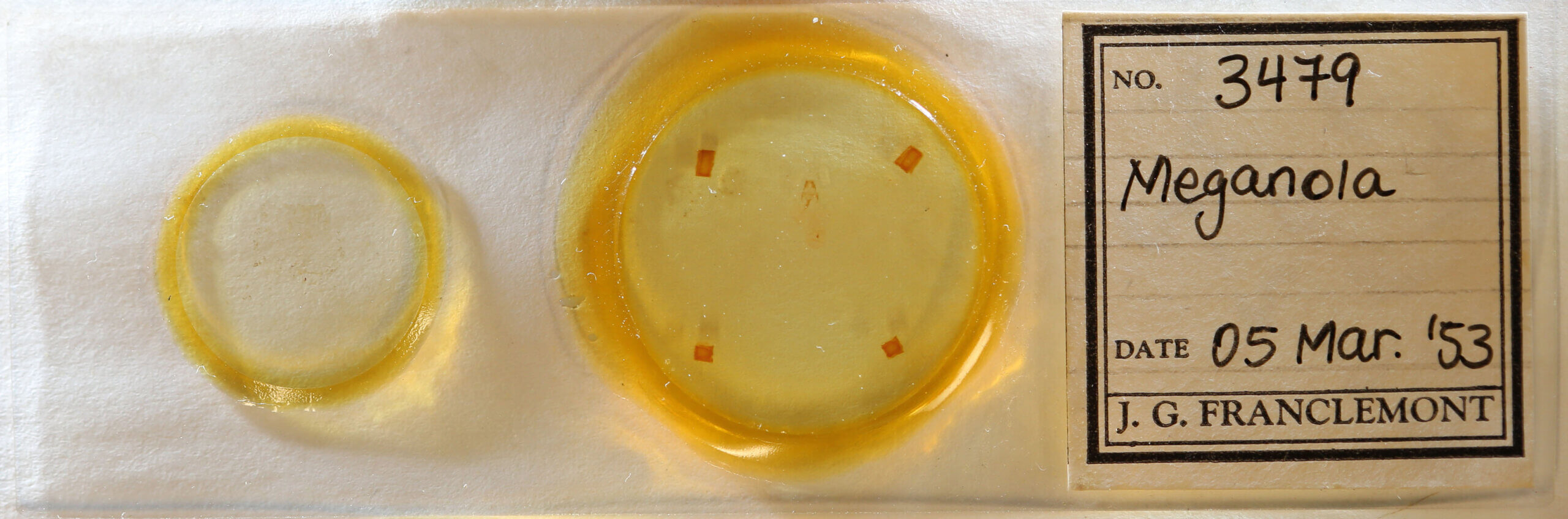 slide view of adult Meganola sp.