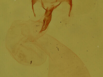 genitalia view of adult Meganola sp.