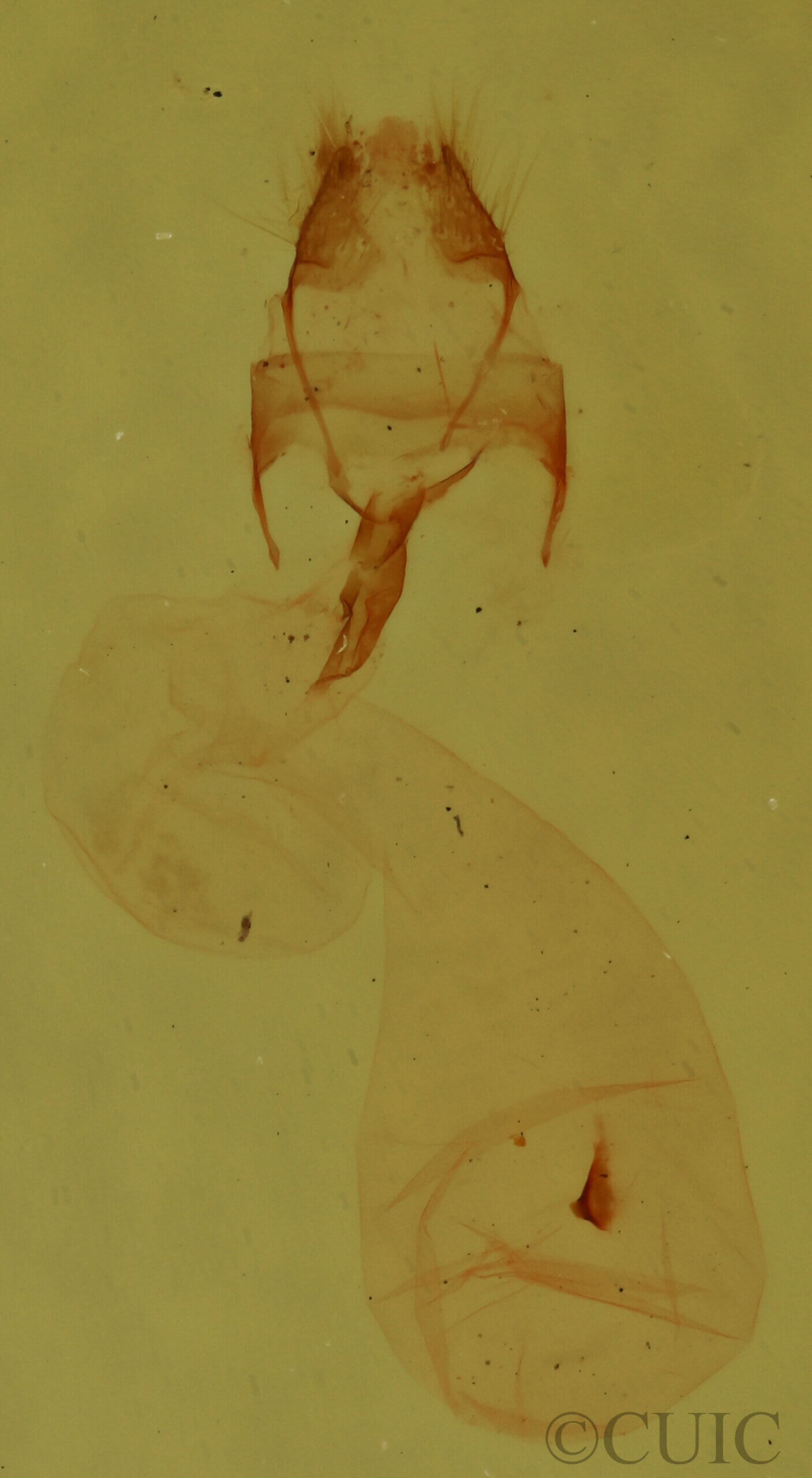 genitalia view of adult Meganola sp.