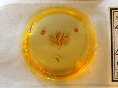 slide view of adult Leucania opalisans?