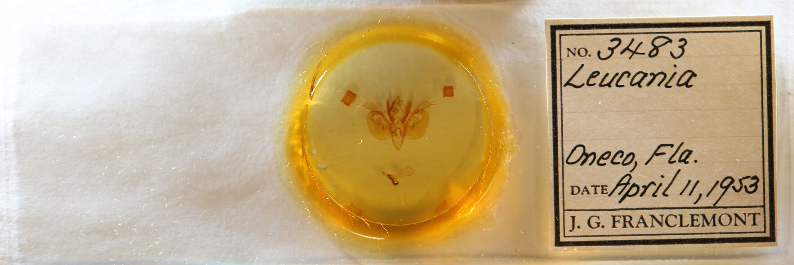 slide view of adult Leucania opalisans?