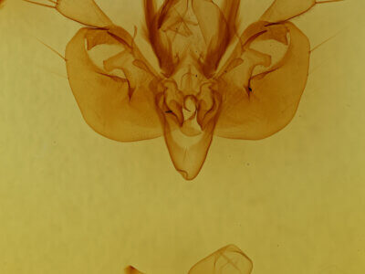 genitalia view of adult Leucania opalisans?