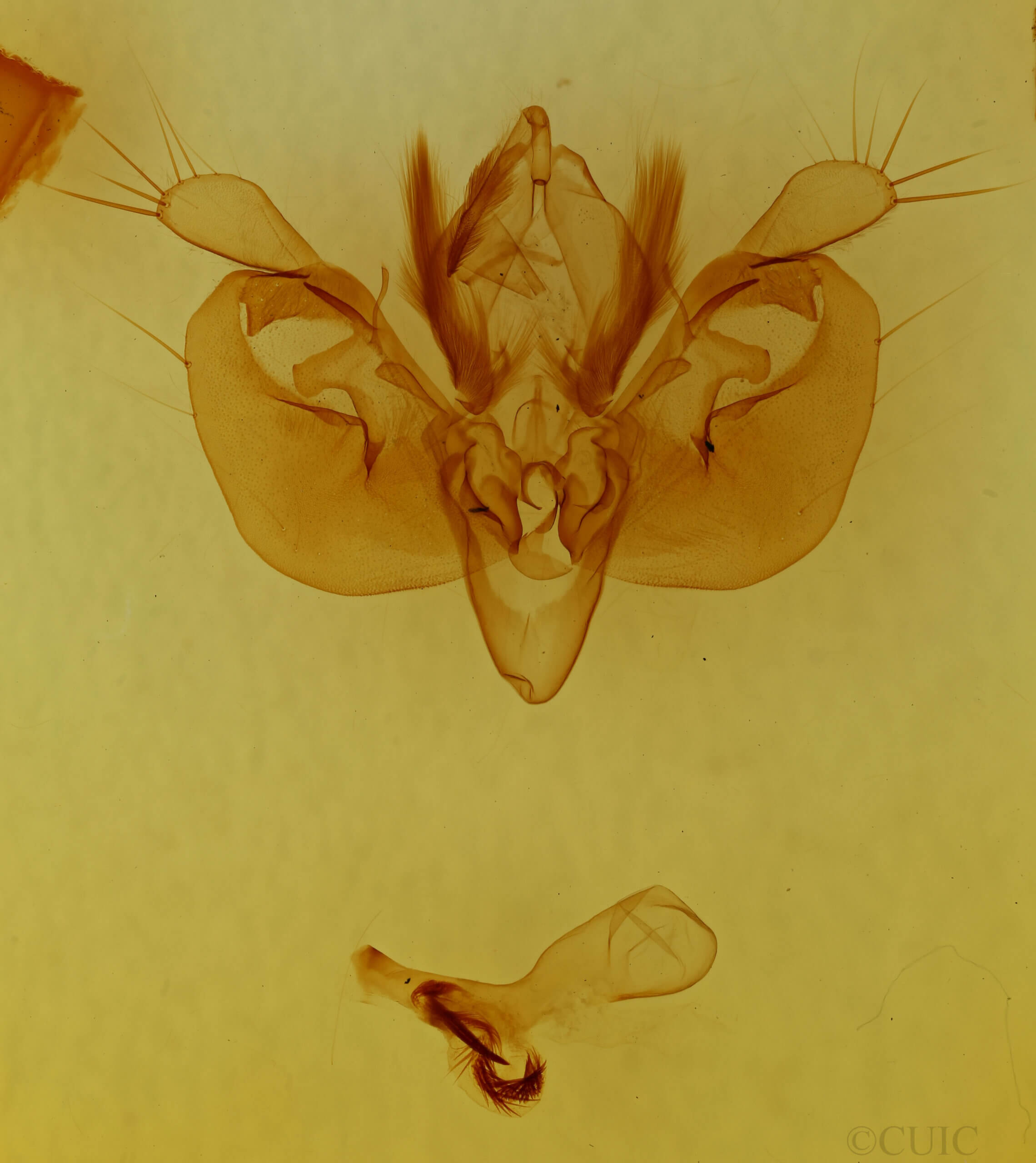 genitalia view of adult Leucania opalisans?