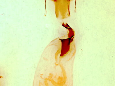 genitalia view of adult Lithophane subtilisFranclemont, 1969