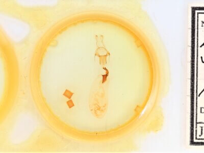 slide view of adult Lithophane subtilisFranclemont, 1969