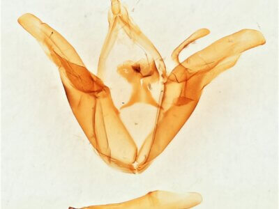 genitalia view of adult Euclidia arditaFranclemont, 1957