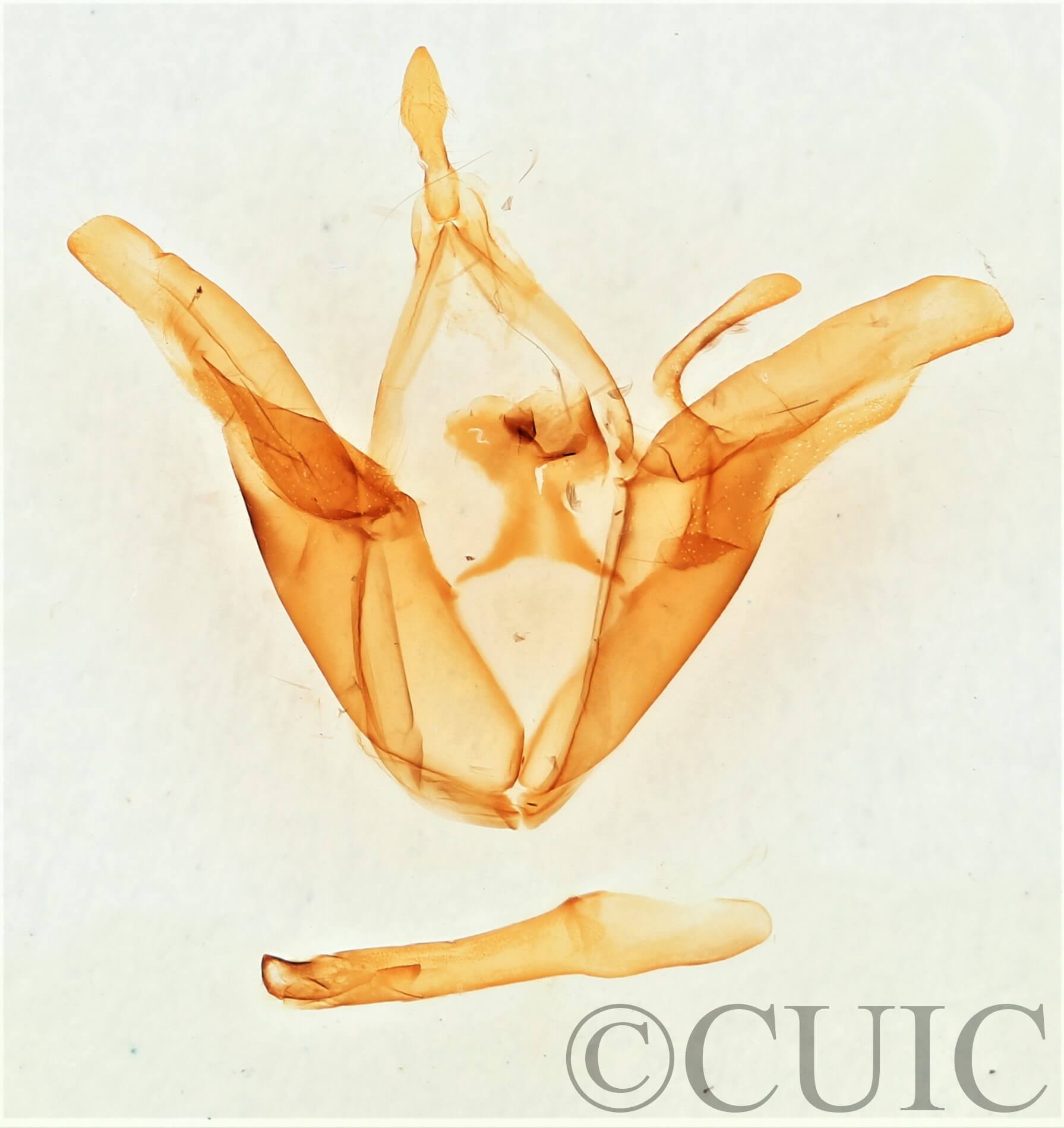 genitalia view of adult Euclidia arditaFranclemont, 1957