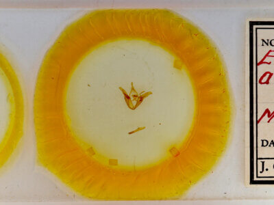 slide view of adult Euclidia arditaFranclemont, 1957