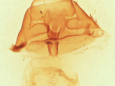 genitalia view of adult Euclidia arditaFranclemont, 1957