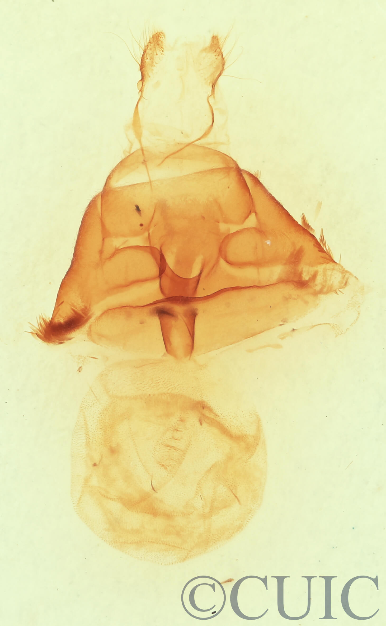 genitalia view of adult Euclidia arditaFranclemont, 1957