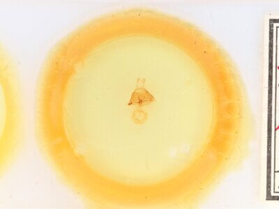 slide view of adult Euclidia arditaFranclemont, 1957