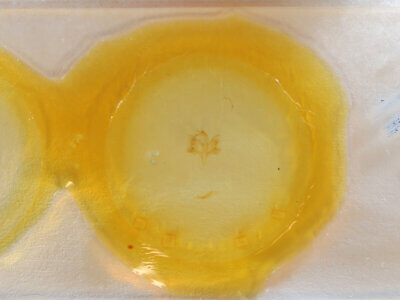 slide view of adult Paectes sp.