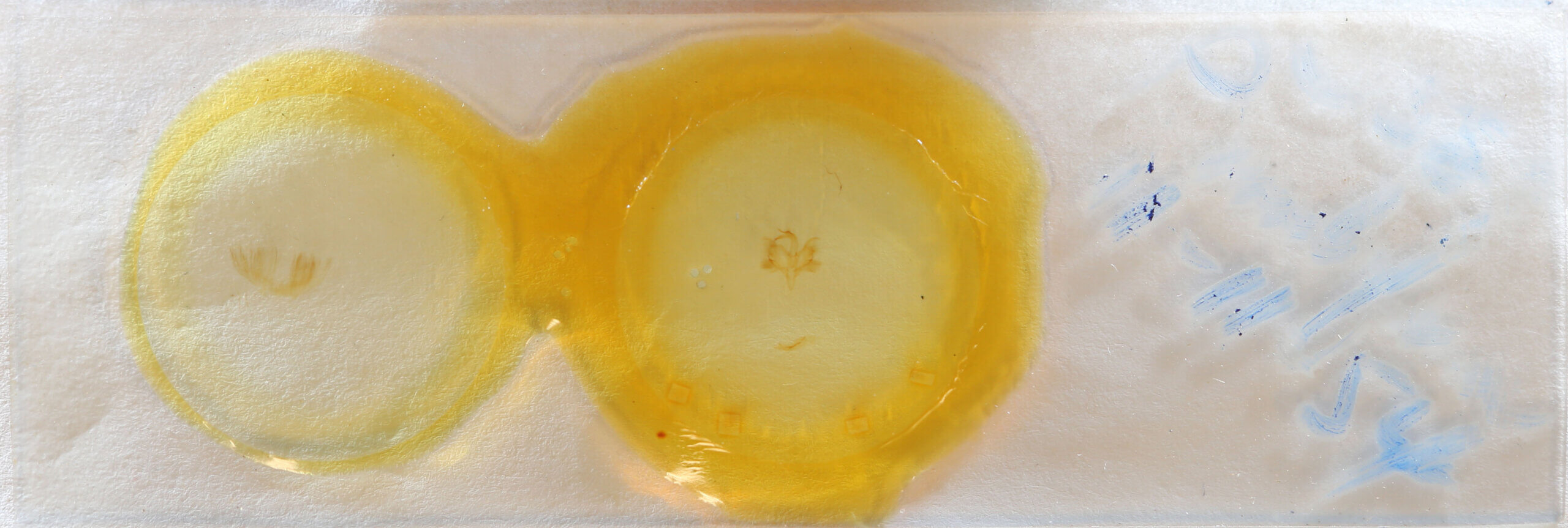 slide view of adult Paectes sp.