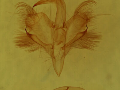 genitalia view of adult Paectes sp.