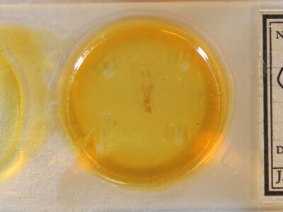 slide view of adult Gonodonta sp.