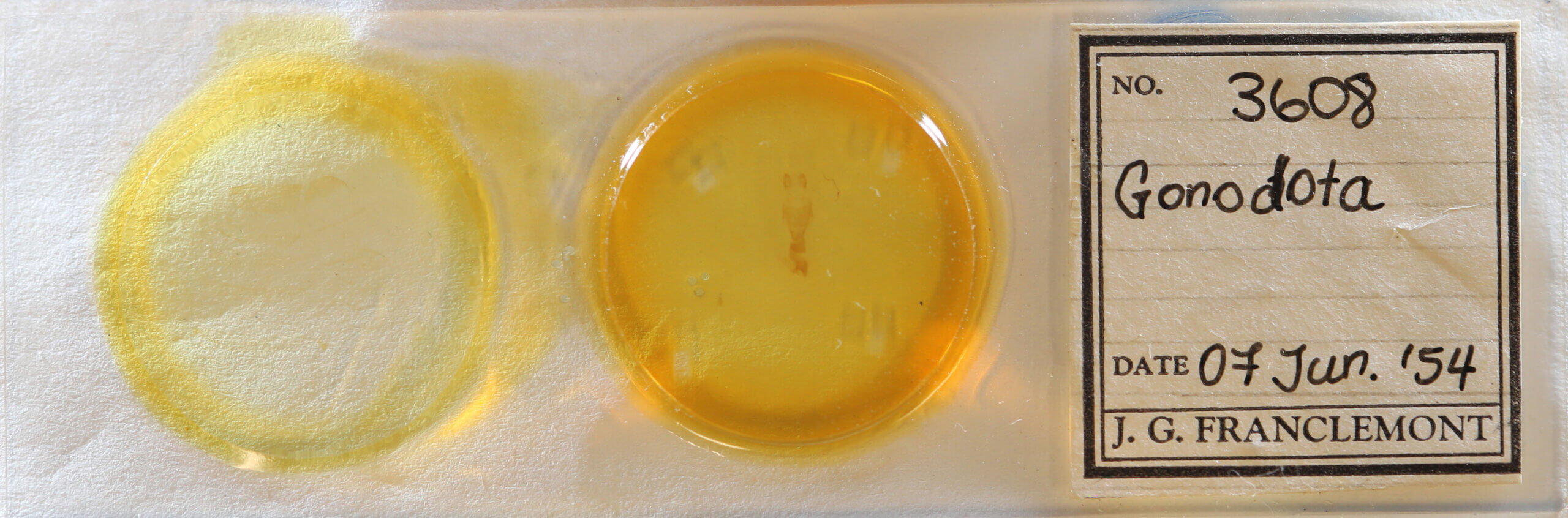 slide view of adult Gonodonta sp.