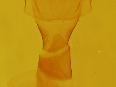 genitalia view of adult Gonodonta sp.