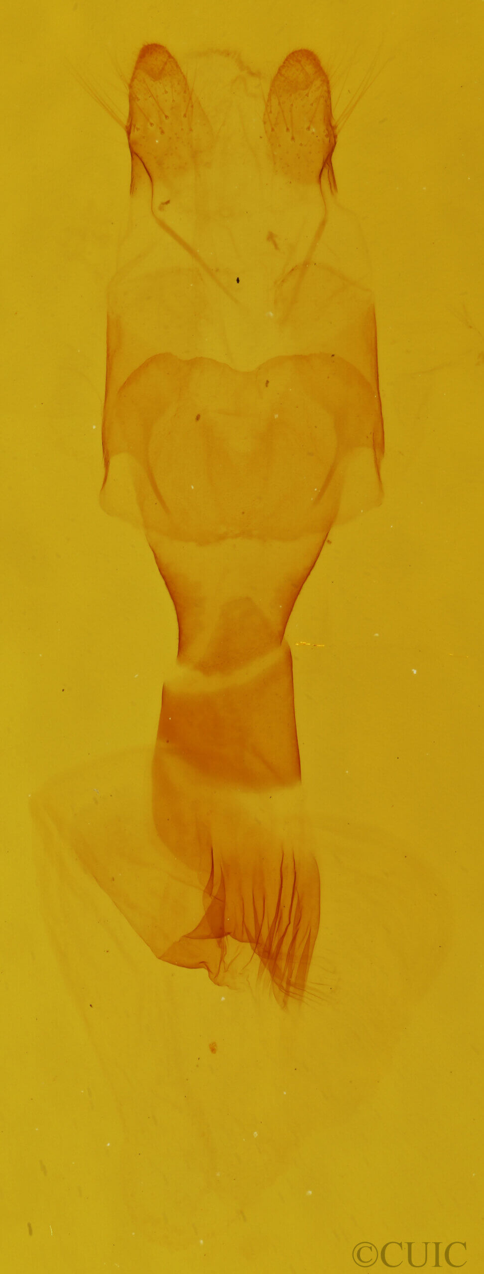 genitalia view of adult Gonodonta sp.