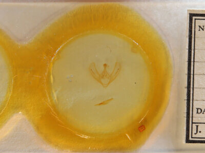 slide view of adult Epimecis fraternaria?