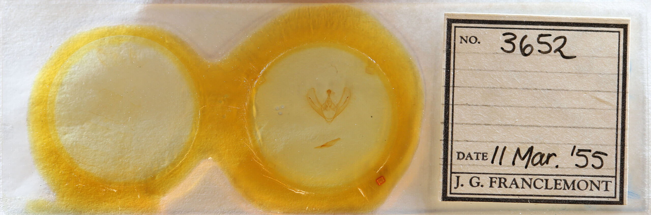 slide view of adult Epimecis fraternaria?