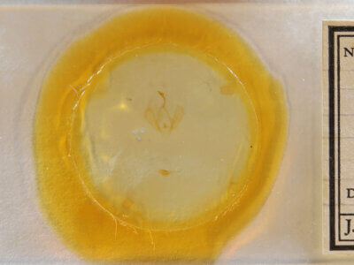 slide view of adult Panopoda sp.