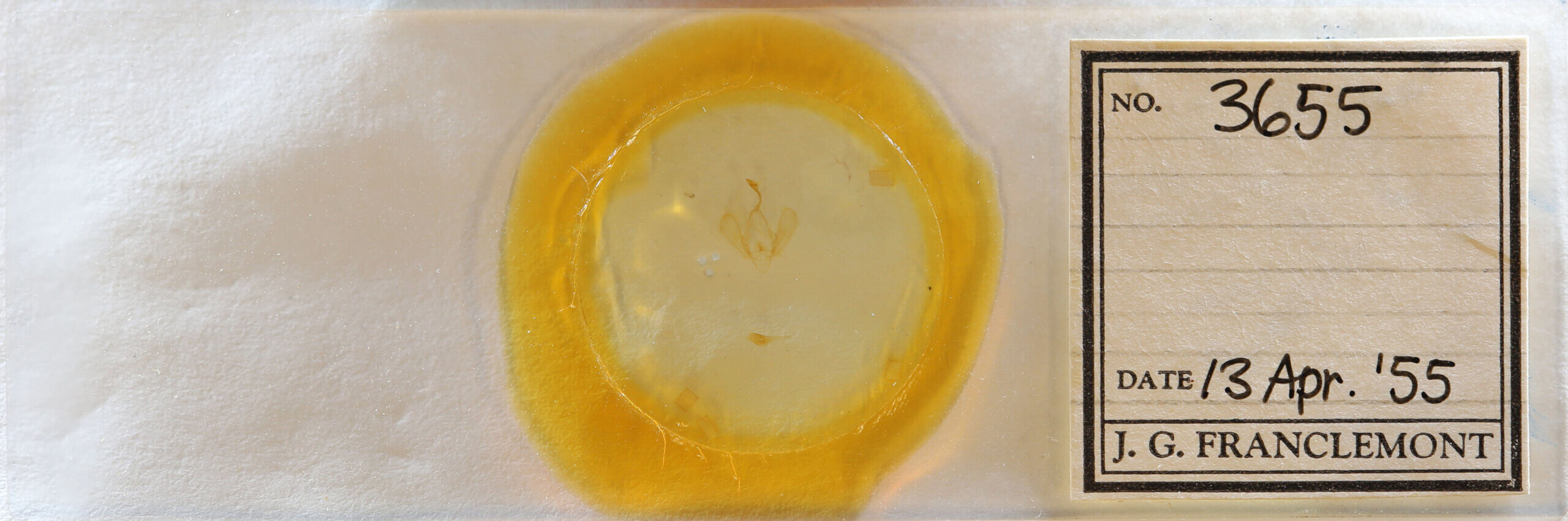 slide view of adult Panopoda sp.