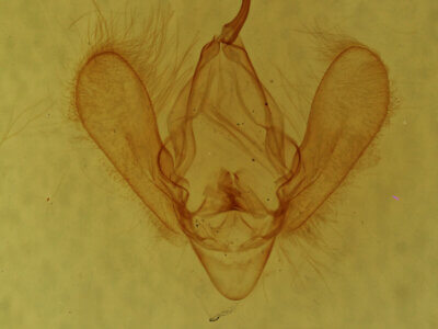 genitalia view of adult Panopoda sp.