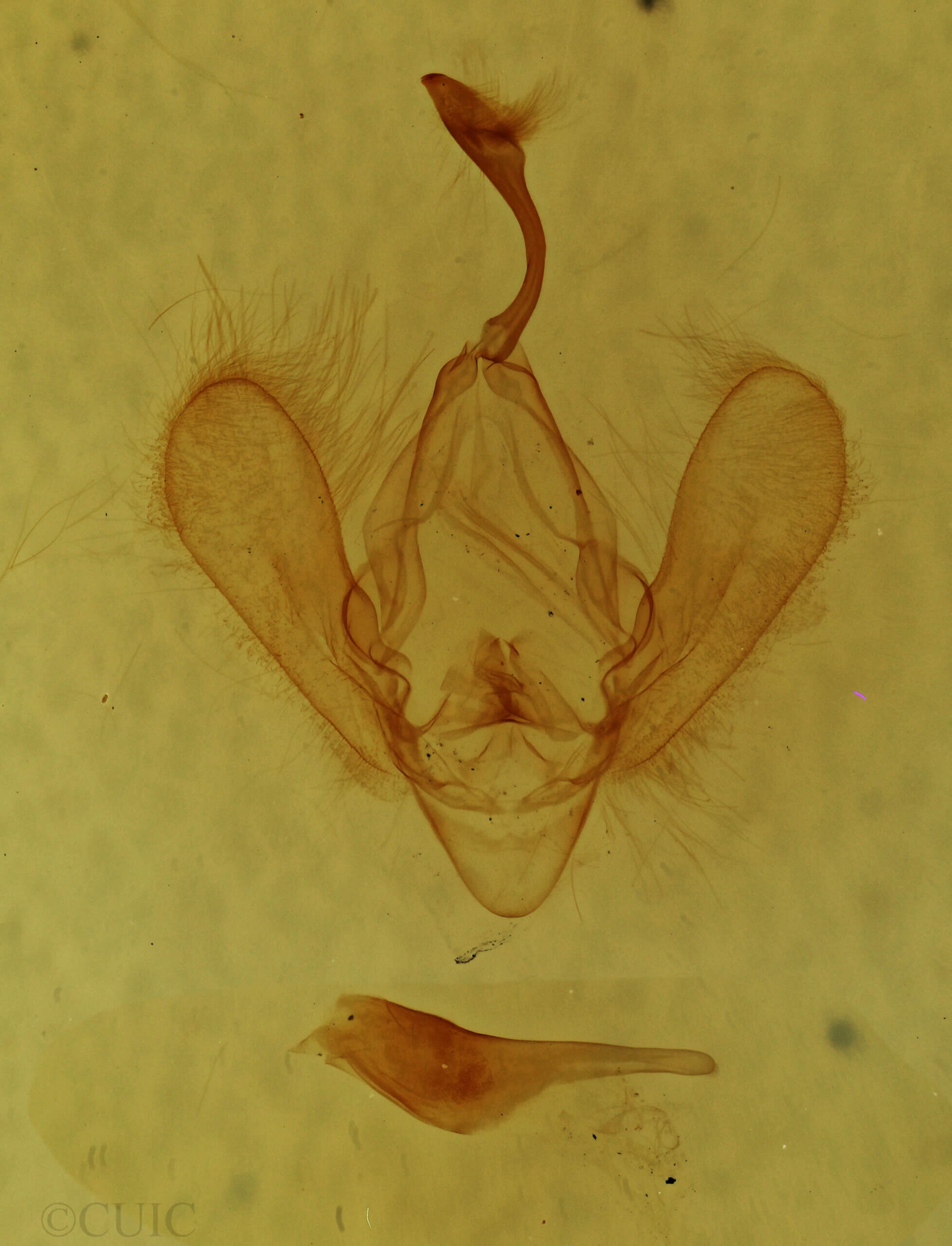 genitalia view of adult Panopoda sp.