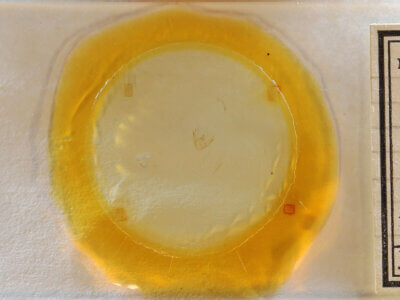 slide view of adult Glena sp.