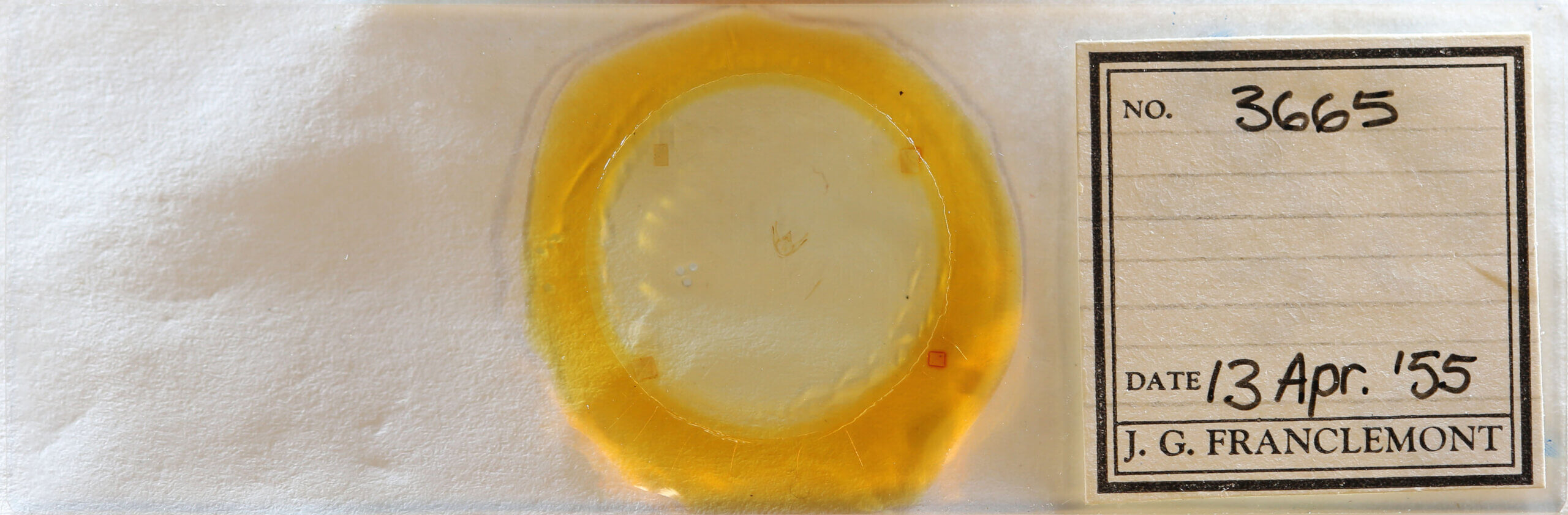 slide view of adult Glena sp.