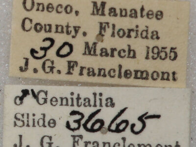 label view of adult Glena sp.