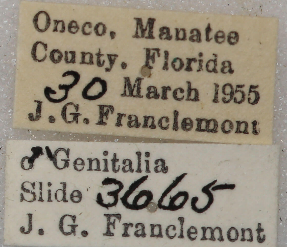 label view of adult Glena sp.