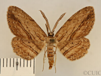 dorsal view of adult Glena sp.