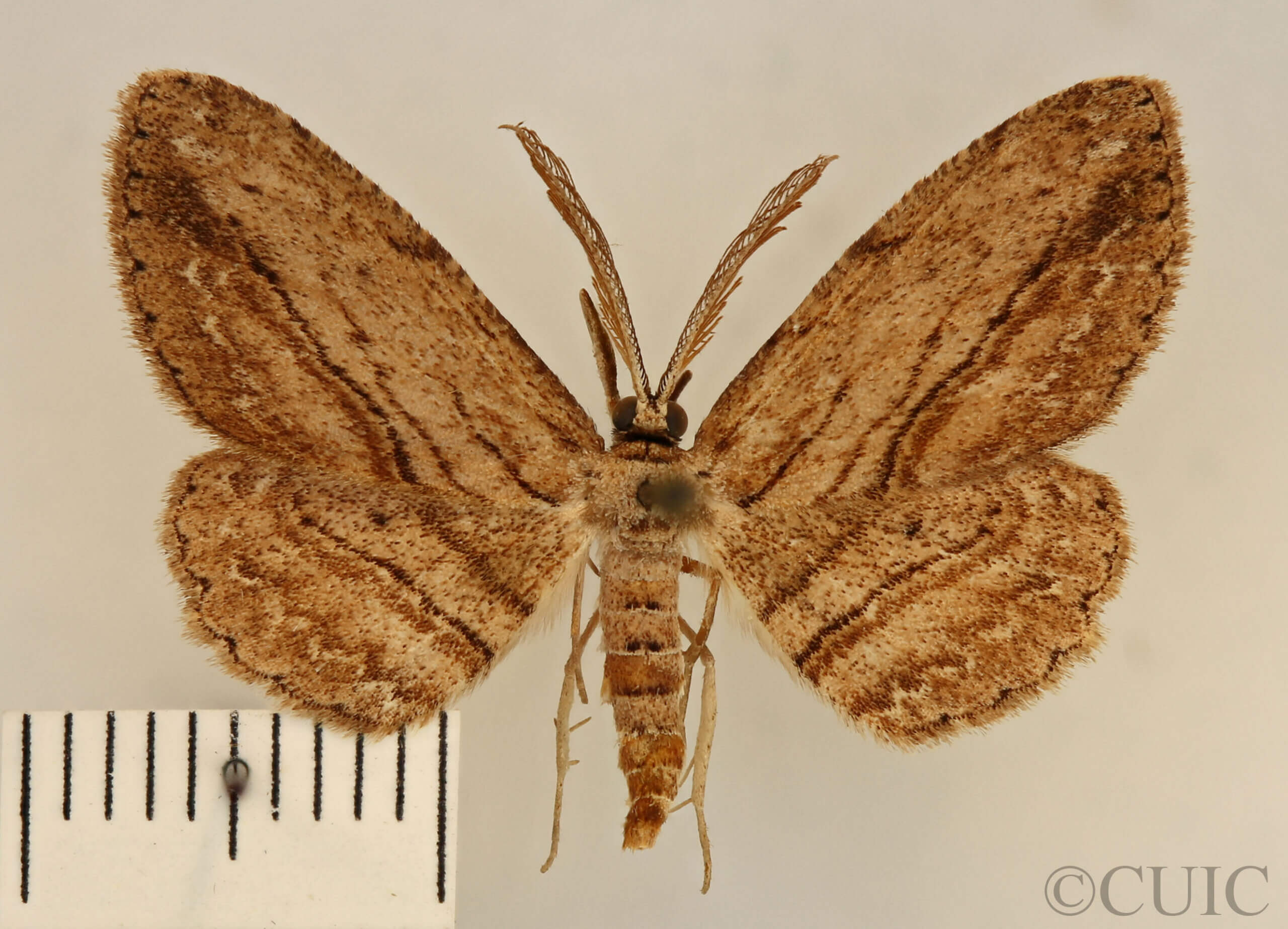 dorsal view of adult Glena sp.