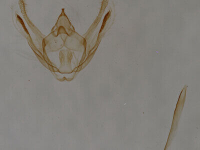 genitalia view of adult Glena sp.