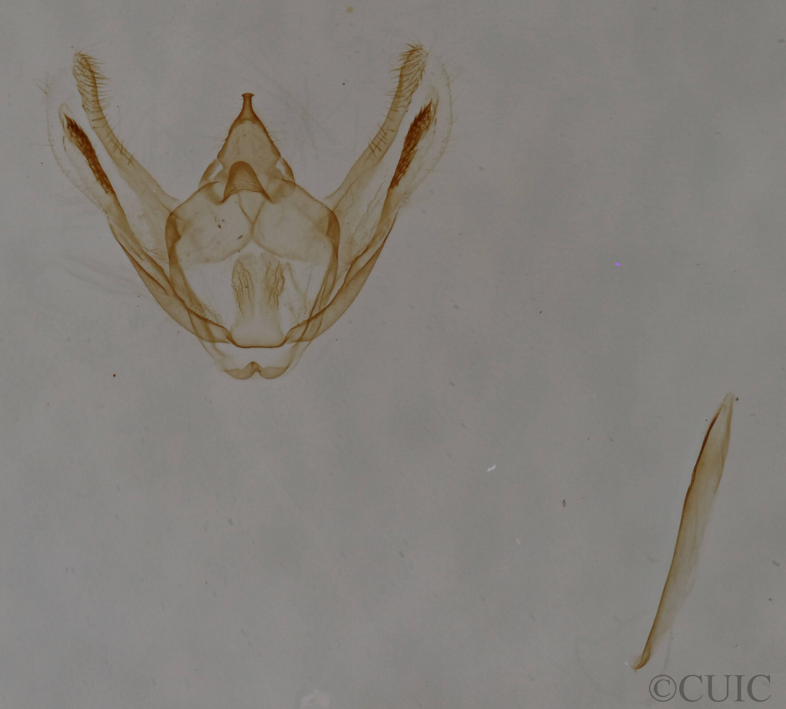 genitalia view of adult Glena sp.