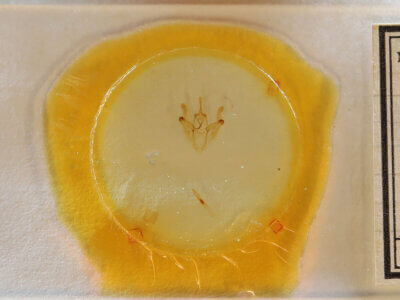 slide view of adult Pero sp.