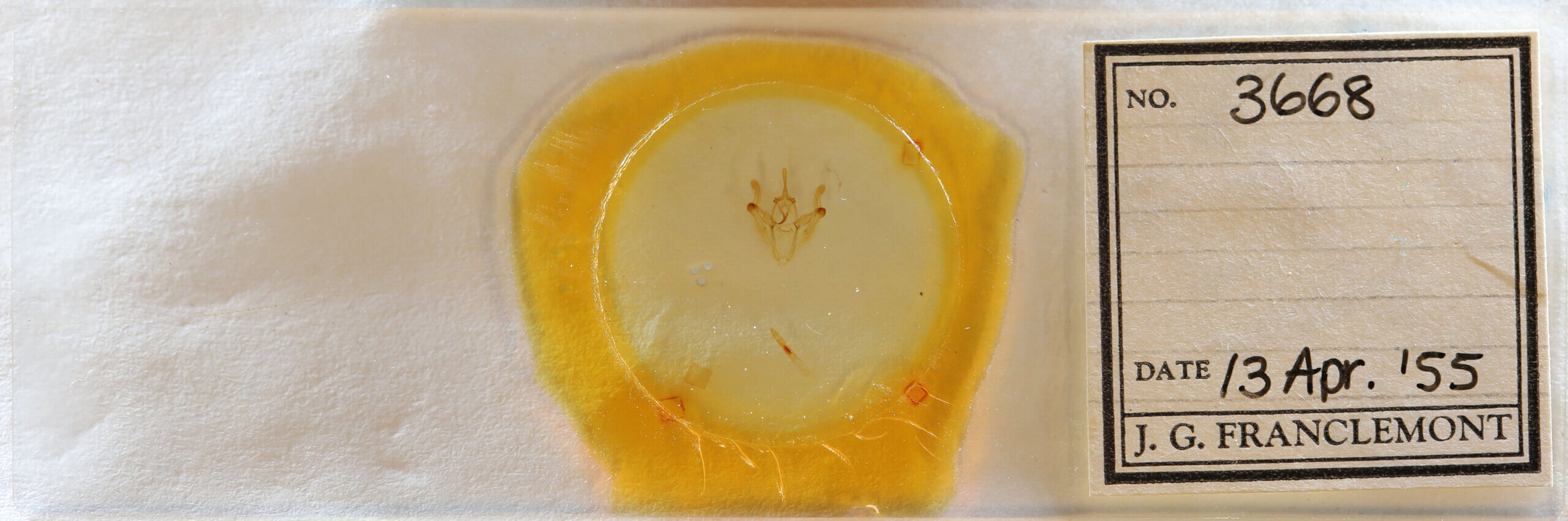 slide view of adult Pero sp.