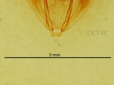 genitalia view of adult Pero sp.