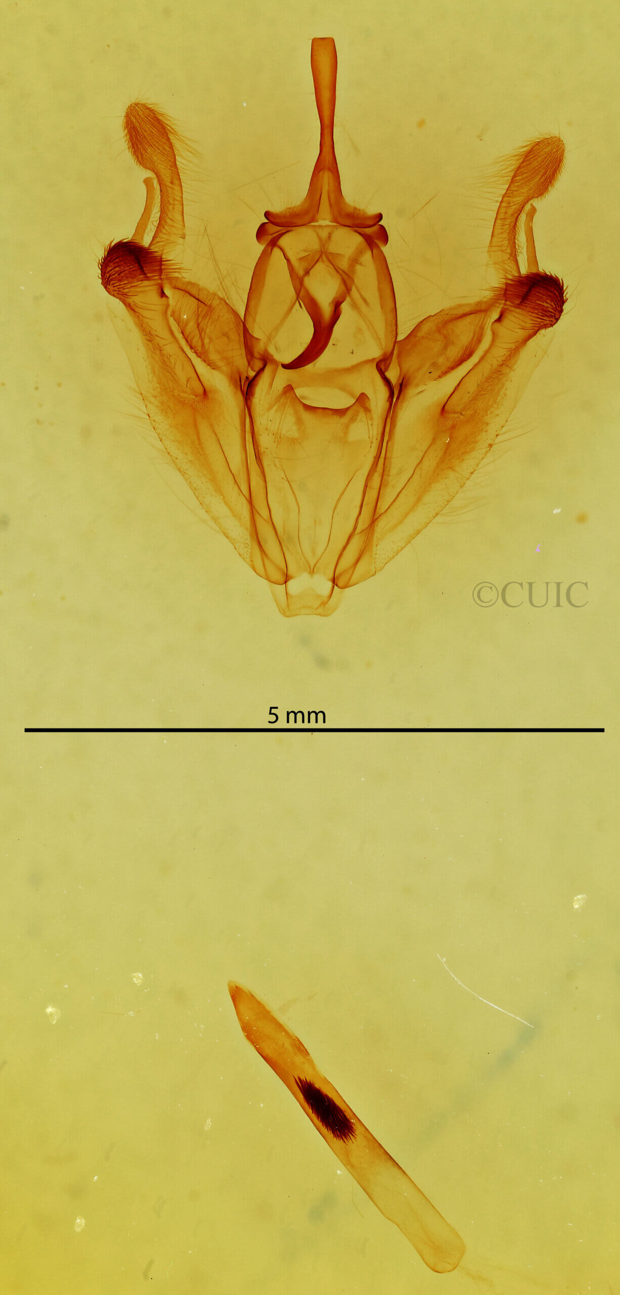 genitalia view of adult Pero sp.