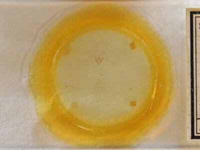 slide view of adult Glena sp.