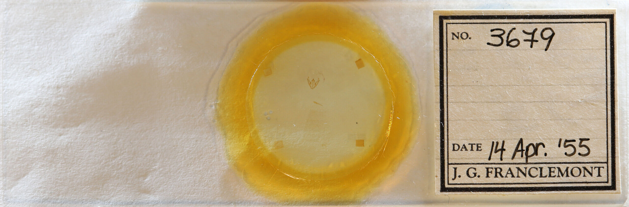 slide view of adult Glena sp.