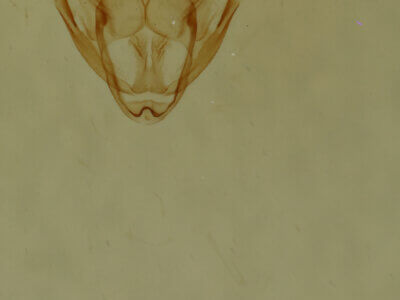 genitalia view of adult Glena sp.