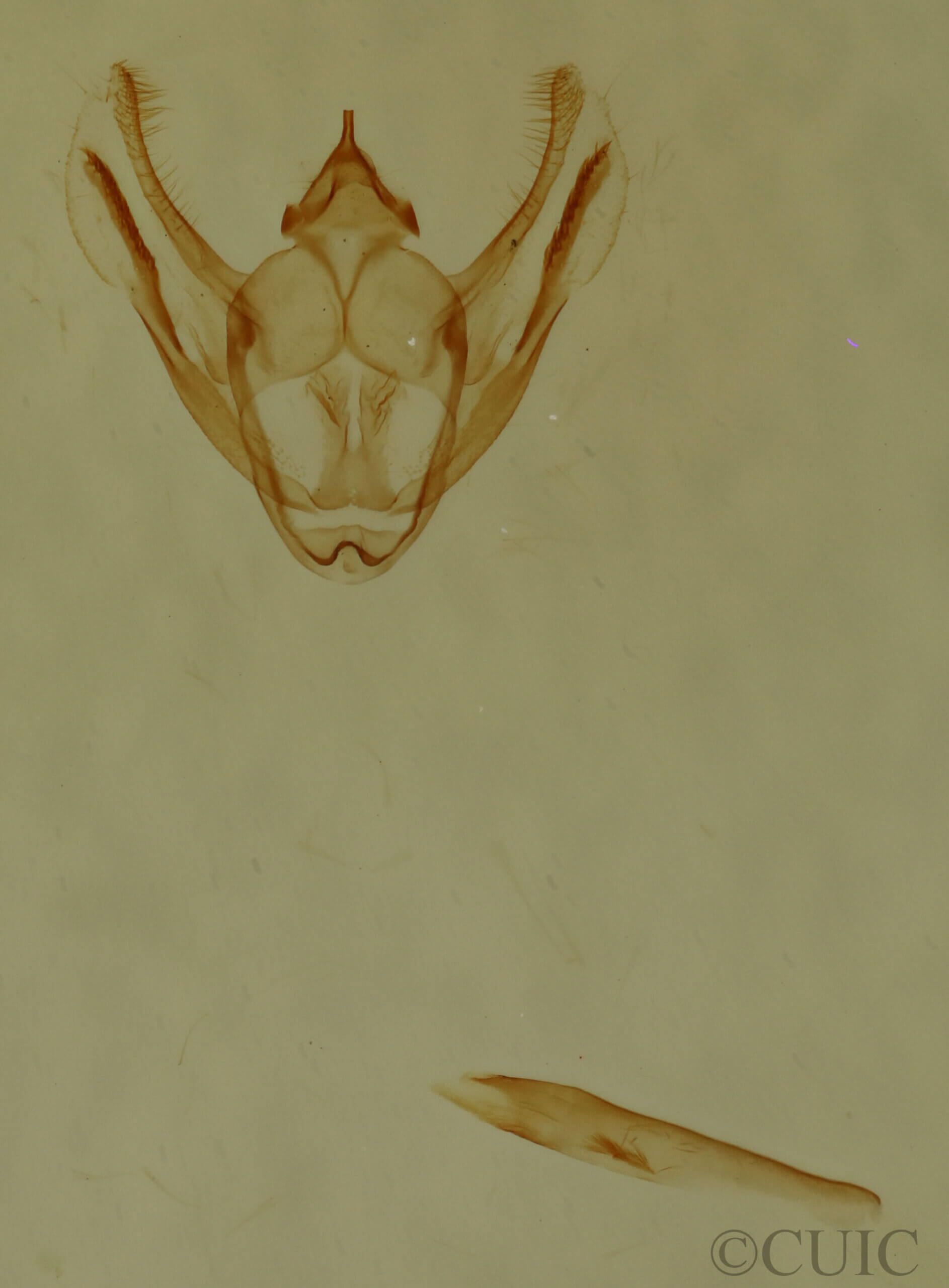 genitalia view of adult Glena sp.