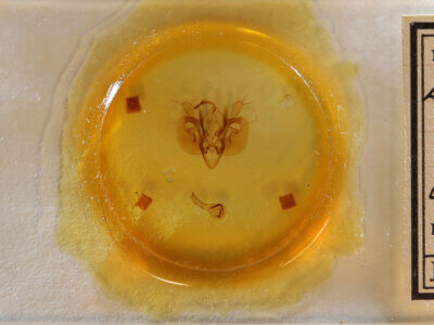 slide view of adult Leucania opalisans?