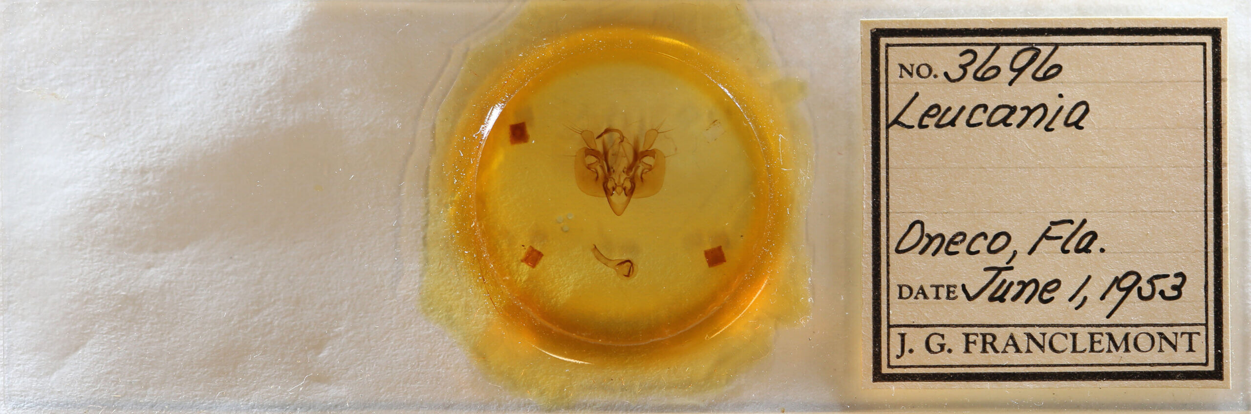 slide view of adult Leucania opalisans?