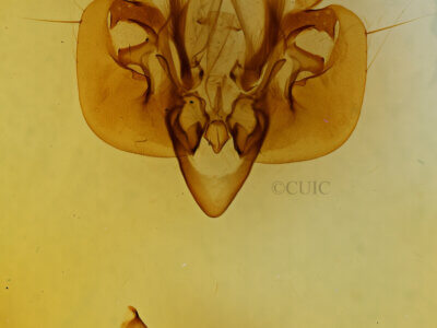 genitalia view of adult Leucania opalisans?