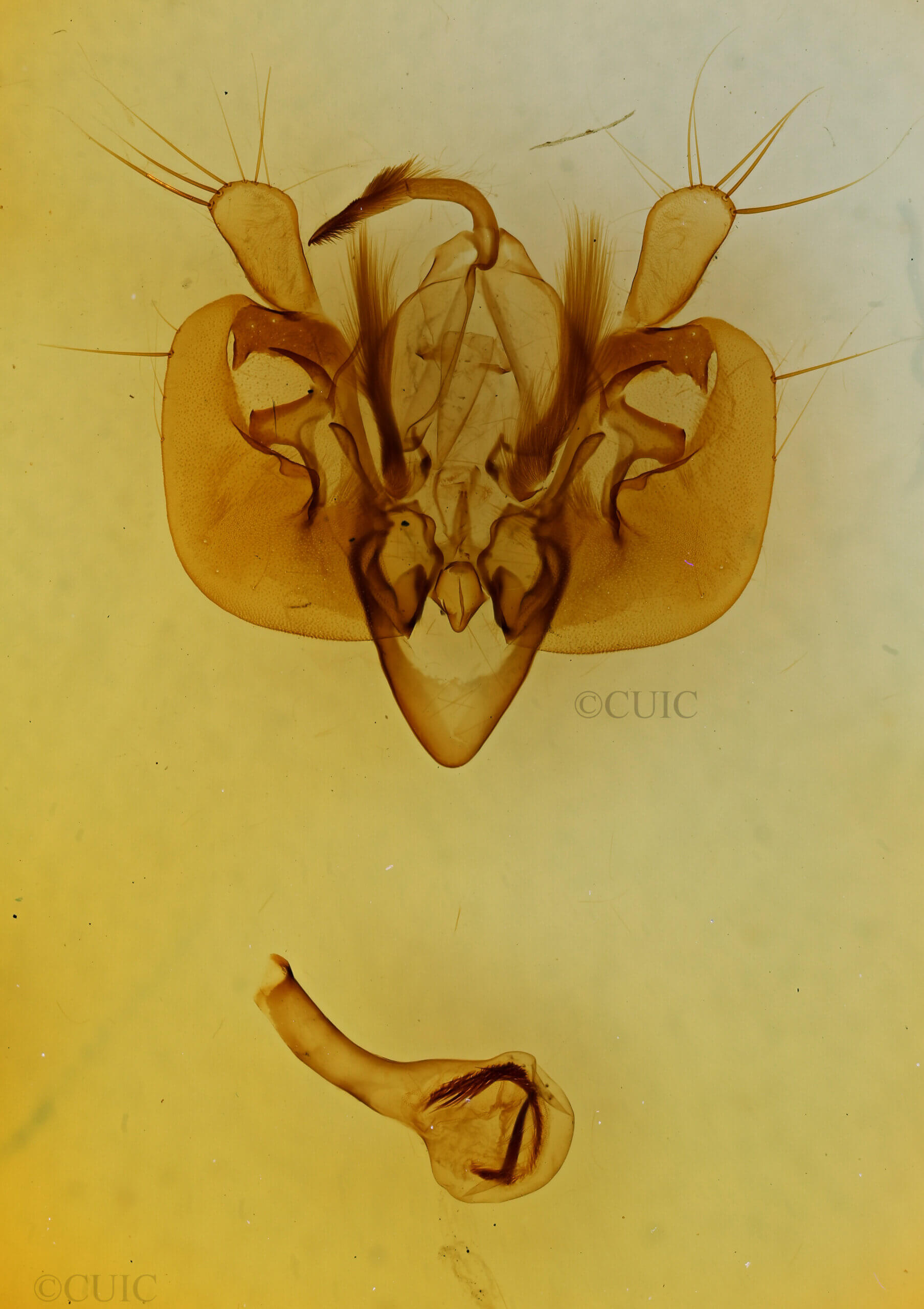 genitalia view of adult Leucania opalisans?