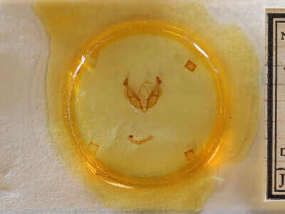 slide view of adult Diarsia sp.