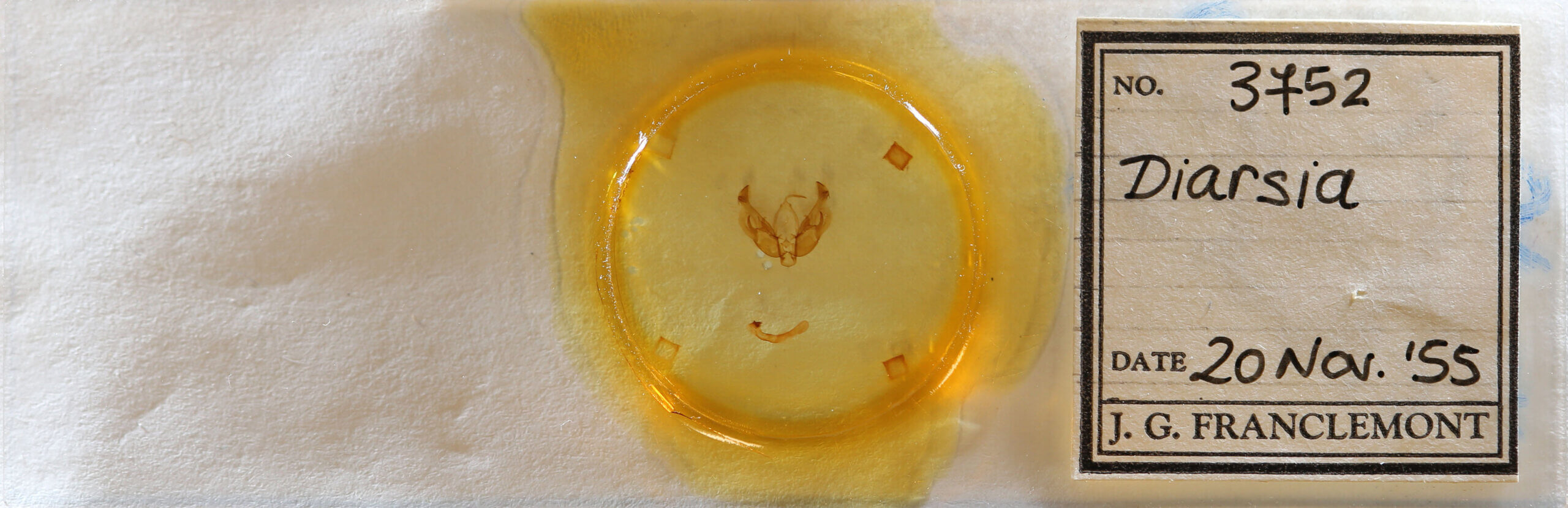 slide view of adult Diarsia sp.